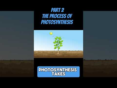 PART 2 : THE PROCESS OF PHOTOSYNTHESIS #science #photosysthesis