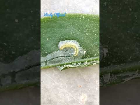 Citrus Leaf Miner Damage Timelapse #Citrus #Fruitplant