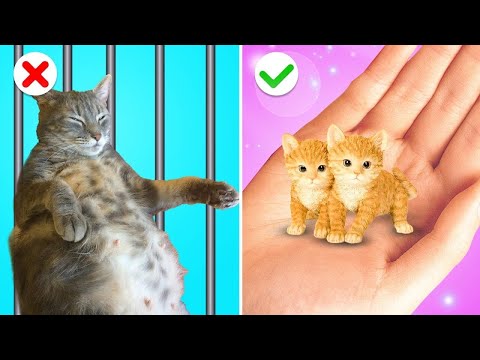 We Build Tiny Houses for Kittens in Jail - Rich VS Broke - Crazy Pet Hacks by Gotcha! Viral