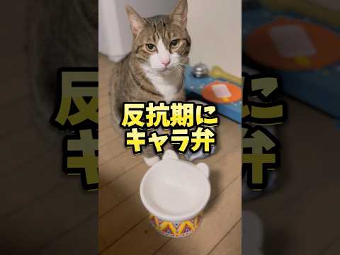 反抗期にキャラ弁は怒られる⁉︎#cats #short#球太