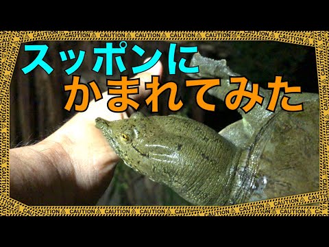 かまれて検証！「スッポンはかみつくと雷が鳴るまではなさない」は本当か？