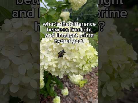 Plant Review: Limelight VS Limelight Prime #zone8a #garden