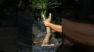 How to graft papaya plant using bark grafting Technique #grafting #gardening #shorts