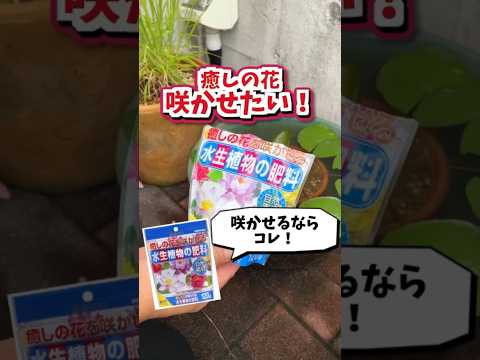 初心者さんでも安心！水生植物専用肥料　#shorts　＃花ごころ