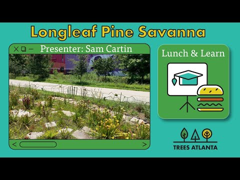 Lunch and Learn: Longleaf Pine Savanna