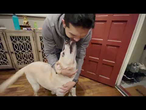 Dogs can't contain excitement after reuniting with Dad