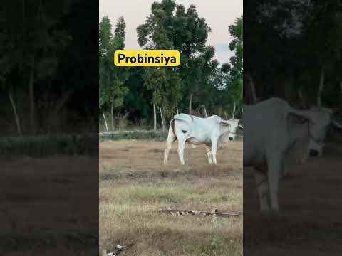 #probinsiya #shortvideo #everyone #view #highlights #friends