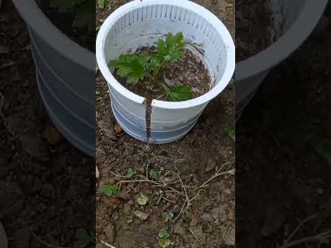 chrysanthemum Farming Techniques.#shots #farming