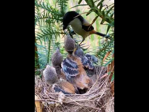 Feeding small and large birds is not easy! Thank you for your hard work, Mother Bird.