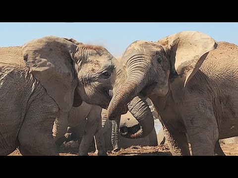 Elephant Fight Captured at Watering Hole