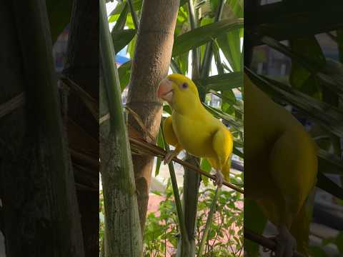 Good morning Yellow #animal #parrot #yellowparrot #animals #shorts