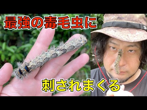 「ハブよりヤバい」と噂の巨大毒毛虫に刺されてみたら意外な発見が！【ヤマンギ a.k.a イワサキカレハ幼虫】