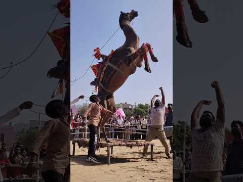 Pushkar Mela 2024 || Camel Safari, Pushkar || Pushkar Camel Dance #pushkar #shorts