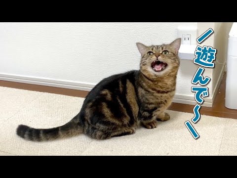 ママの家事が終わるのを待って遊んでアピールする猫が可愛すぎる…！