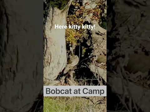 Bobcat at Camp #vanlife #rvlife