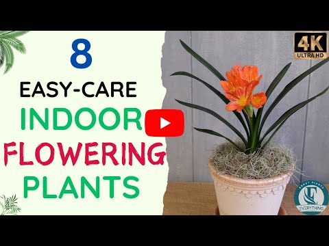 8 Easy Care Indoor Flowering Plants | Indoor Flowering Houseplants | Easiest Flower To Grow .