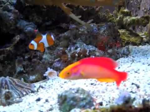 Hawaiian Flame Wrasse