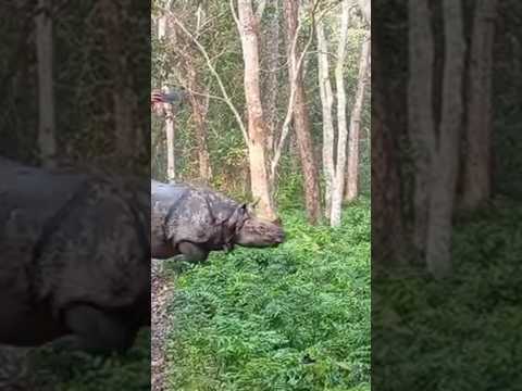 The one-horned rhino #rhino #chitwannationlpark #🇳🇵nepal #shortvideo