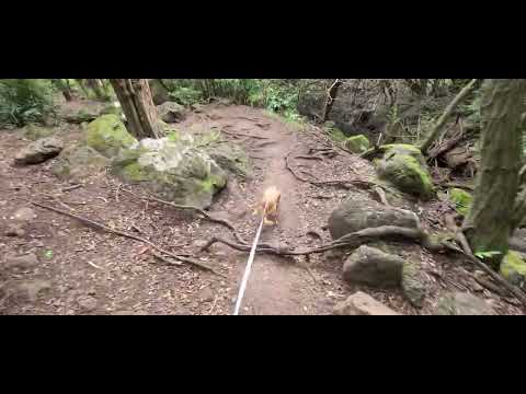 Jungle hike - Ohau