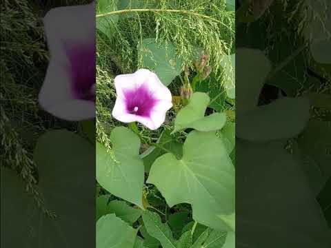 1215 baby papaya tree sweet potato plant