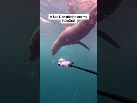 A Sea Lion BITES my Insta360 CAMERA!