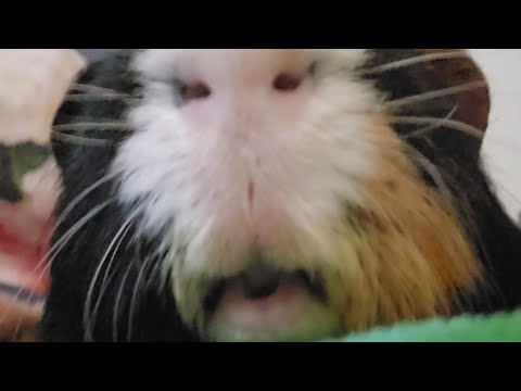 Guinea pig Bunbun loves cookies