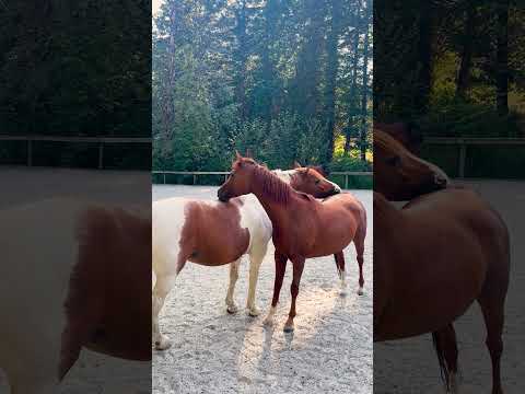 Their Friendship Is Simply The Best!  #horses #shorts #friends