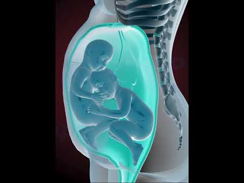 Amazing Twins inside the womb (3D Animation)