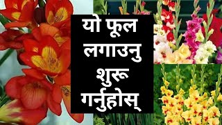 How To Grow Freesia and Gladius Bulbs /winter मा फूल्ने यो bulbs अबो लगाउनुस।।