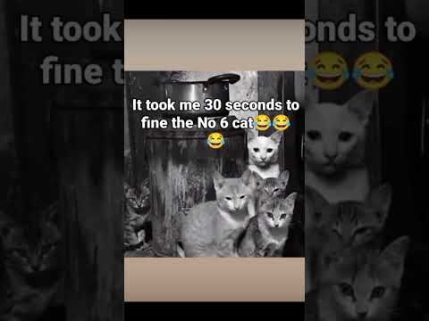 How many cats #trending #cats #quiz