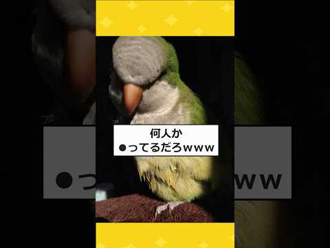 【2ch面白いスレ】うちのインコがイケメンすぎるんだがwwww #2ch #2chスレ #面白い #shorts