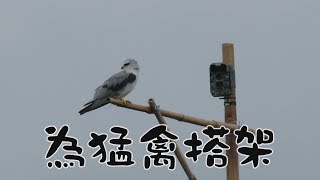 【鳥類保育】為猛禽搭架｜讓牠們能有停棲的地方(我們的島  第1017集 2019-08-19)