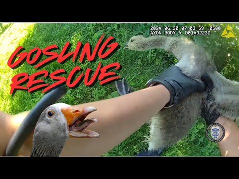 Mother Goose Was Not Happy | Gosling Rescue