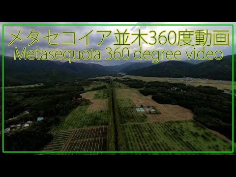 メタセコイア並木道の360度動画ドローン空撮撮影：滋賀県高島市【観光旅行パノラマ撮影】