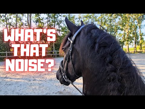 What's that noise? She's scared!😱 | Rinsing horses | That goes fast!!! | Friesian Horses