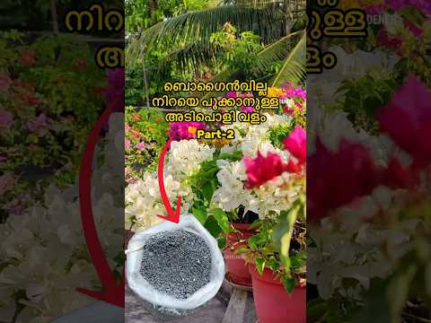 Best flowering fertilizer - DAP fertilizer #ytshorts #gardening #fertilizer