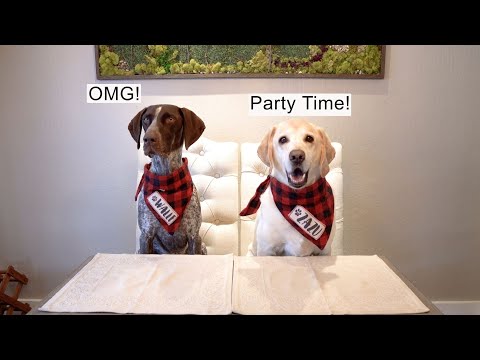 Served a 12 Course Meal for my Labrador's Birthday!