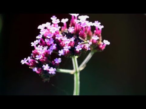 How to Save Verbena Bonariensis Seeds