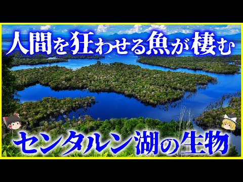 【ゆっくり解説】人を狂わせる魚が棲む…⁉️「センタルン湖」の生態系を解説/人を惑わす美しい魚とは？