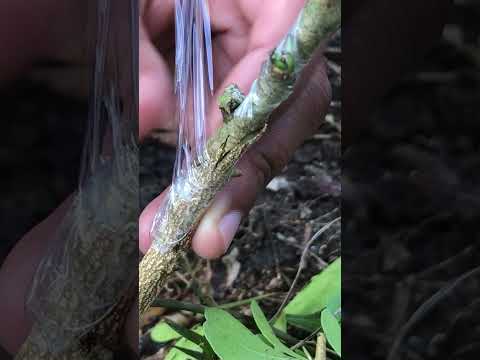 Best Way to Graft Wood apple Trees EP107 #grafting #graftingtechniques#fruitgrafting