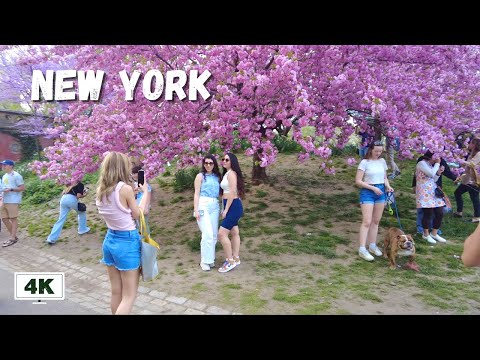 4K New York City - Central Park Spring Vibes 2023 🌸🗽Cherry Blossom - Columbus Circle - 5th Avenue