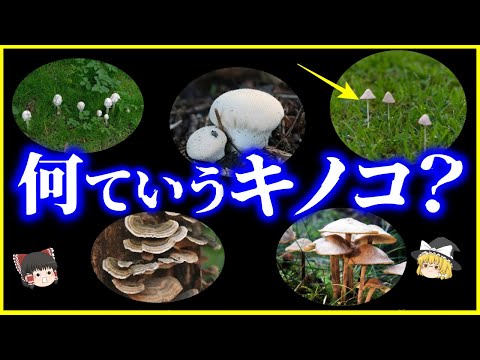 【ゆっくり解説】庭に生える謎キノコの名前は？9割が知らない「身近に生えるキノコ」の名前10選を解説/毒キノコもあるので注意