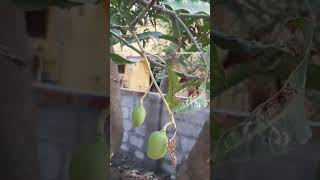 Enga veetu Mango Tree 😍🥭🌳 #mango #trees #mangotrees #nature #naturelovers #summer #sweet