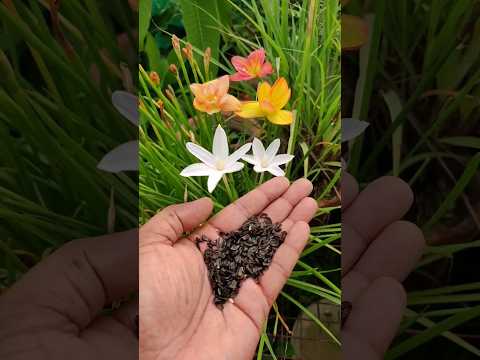 Grow Rain Lily From Seeds| Full Information #shortsvideo  #shorts #short #rain #lily #rainlily