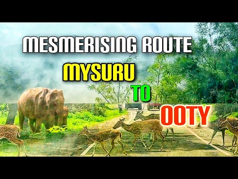 Mesmerising Route from Mysuru to Ooty| South India trip