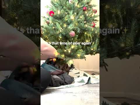 Kitten Gets Stuck in Christmas Tree