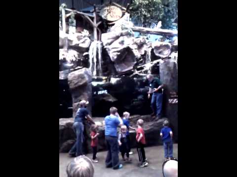 Bass Pro Shops, Feeding Fish, Concord NC 3-17-2015