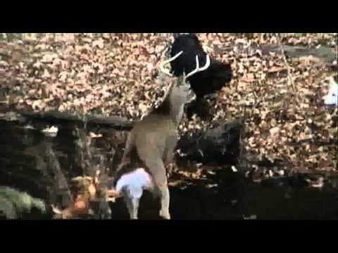 Lane Freeman Finds a Buck in the creek . . . he's in the cooler now