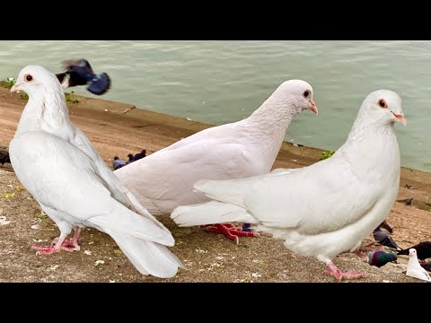 white pigeons are alway the most beautiful