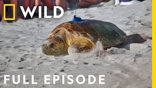 Sea You Later, Turtles (Full Episode) | Magic of Disney's Animal Kingdom